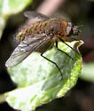 Conophorus obesulus - photo 4