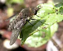 Conophorus obesulus - photo 5