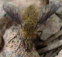 Conophorus sackenii