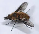 Conophorus sackenii - photo 3