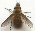 Conophorus sackenii - photo 4
