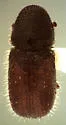 Conophthorus edulis