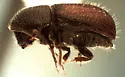 Conophthorus edulis - photo 3