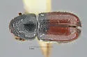 Conophthorus edulis - photo 4