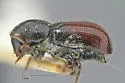 Conophthorus edulis - photo 5