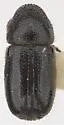 Conophthorus ponderosae