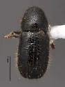 Conophthorus ponderosae - photo 3