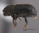 Conophthorus ponderosae - photo 4