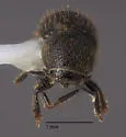 Conophthorus ponderosae - photo 5
