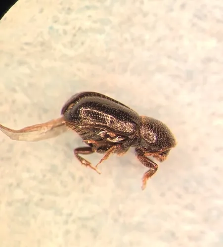 Conophthorus resinosae