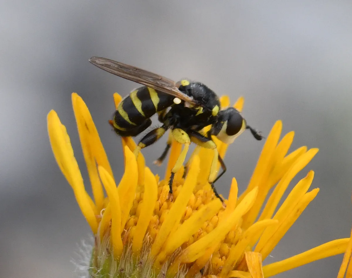 Thick-headed Flies - photo 2
