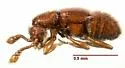 Conoplectus canaliculatus