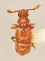 Conoplectus susae - photo 4