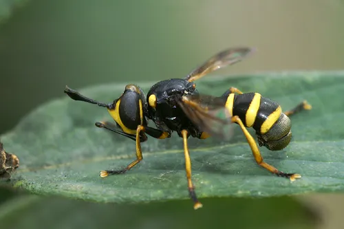 Conops flavipes