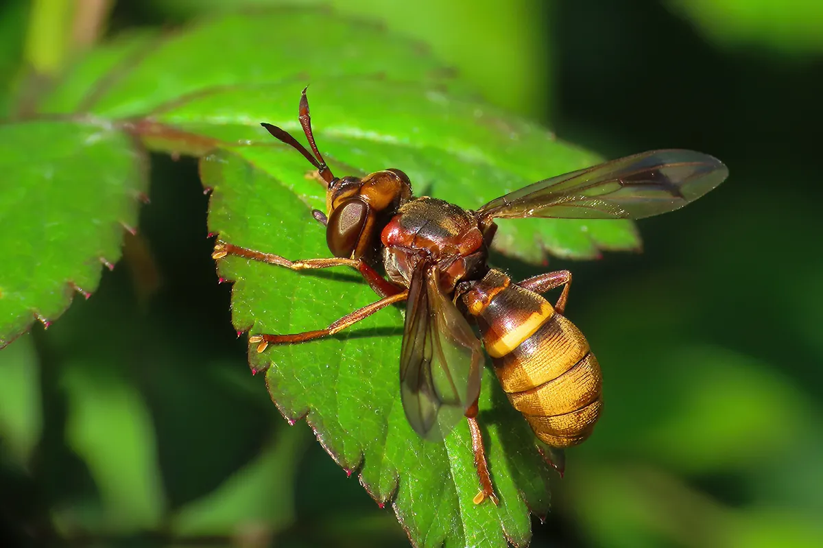 Hornet-mimic Thick-headed Fly - photo 3