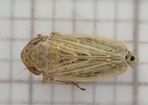 Conosanus obsoletus - photo 2