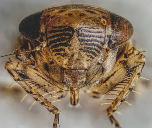 Conosanus obsoletus - photo 3