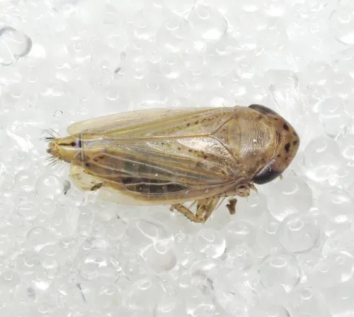 Conosanus obsoletus - photo 4