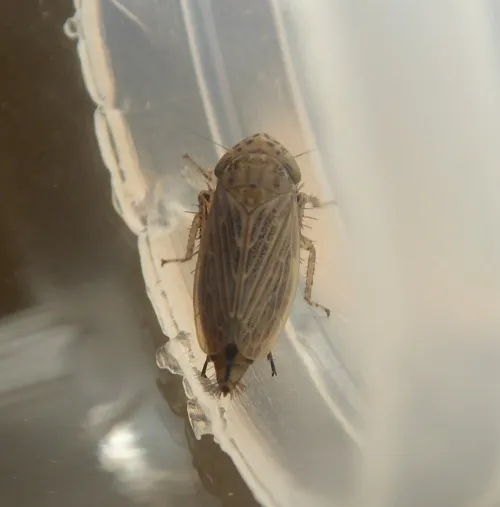 Conosanus obsoletus - photo 5
