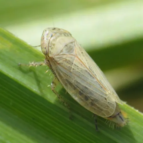 Conosanus obsoletus - photo 7