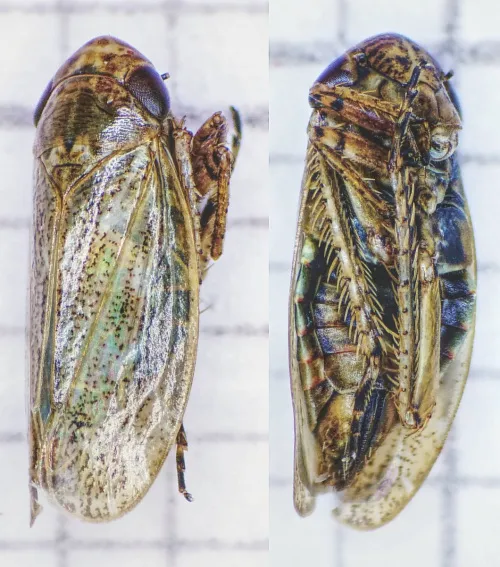 Conosanus obsoletus - photo 8