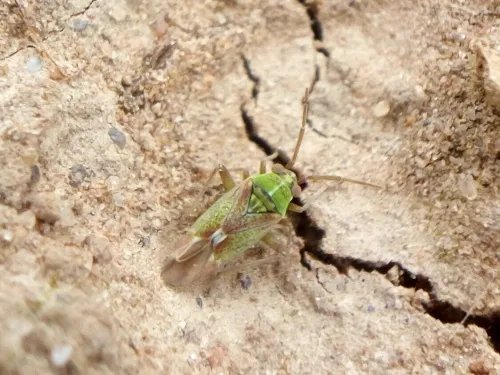 Conostethus venustus