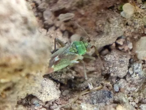 Conostethus venustus - photo 2