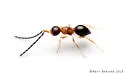 Conostigmus erythrothorax