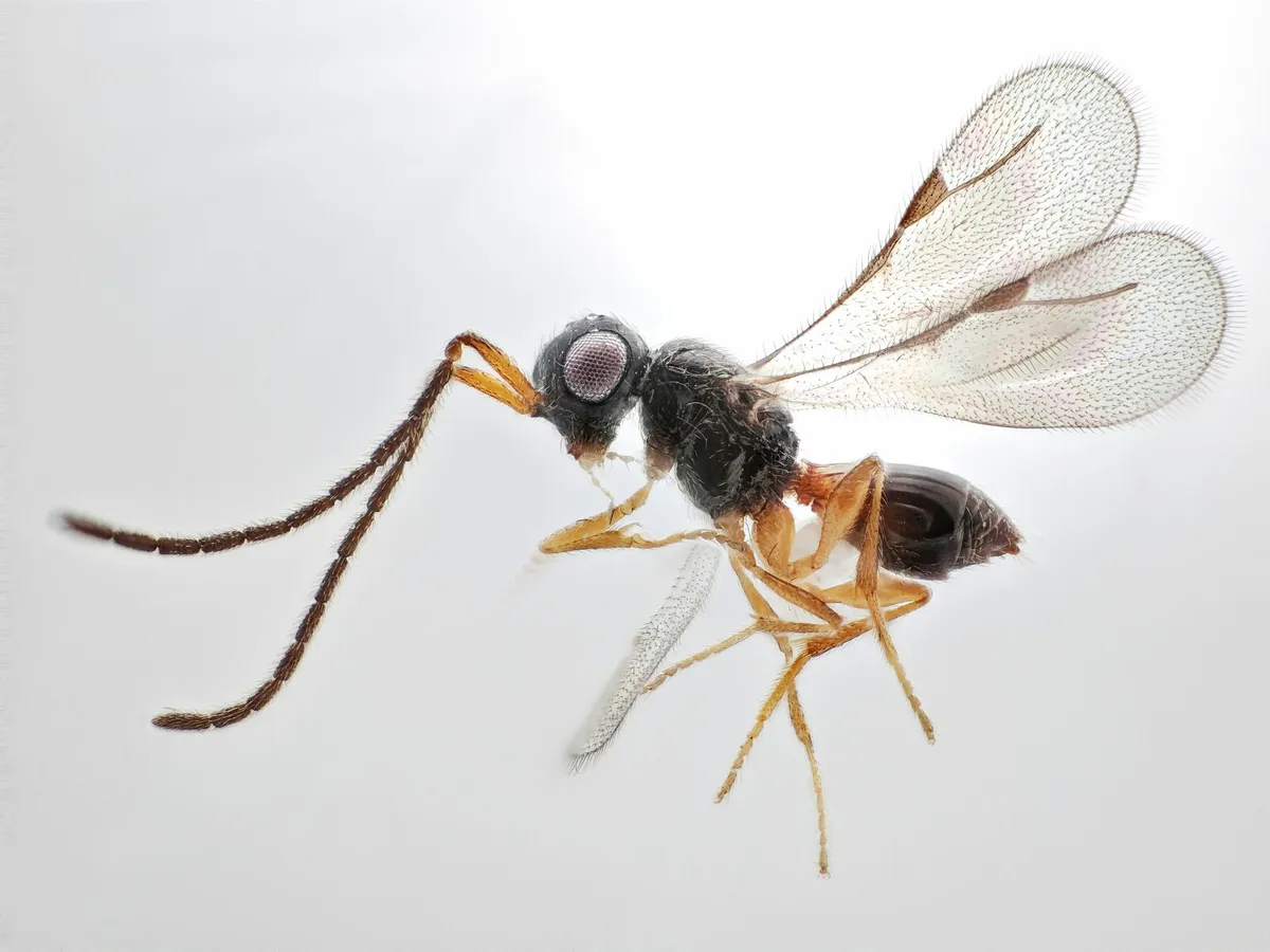Conostigmus filicornis - photo 3