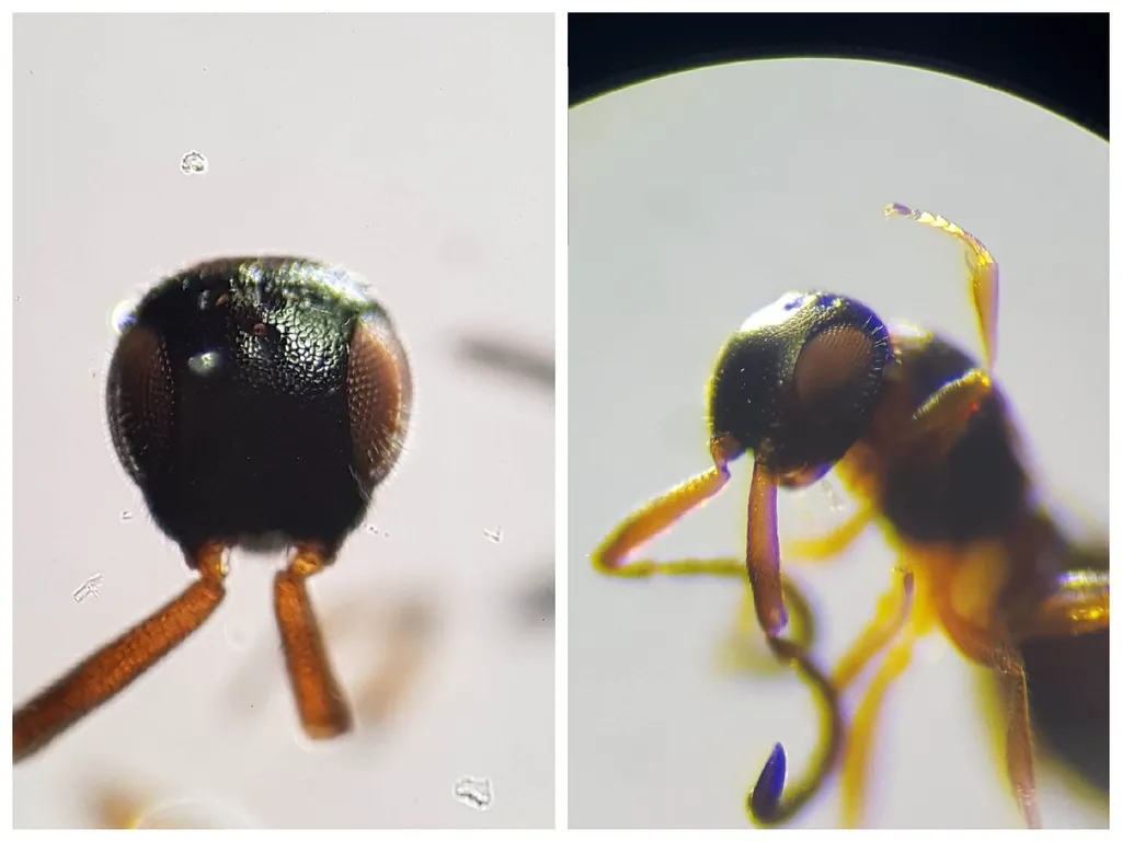 Conostigmus rufipes - photo 2