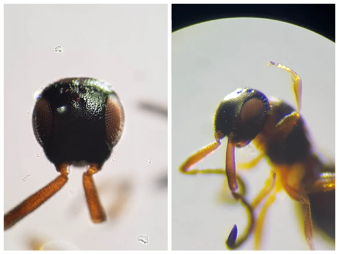 Conostigmus rufipes - photo 3