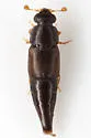 Conotelus fuscipennis - Conotelus fuscipennis
