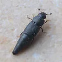 Conotelus mexicanus