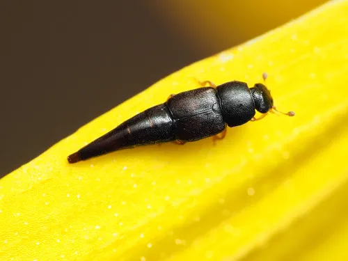 Obscure Sap Beetle - photo 2