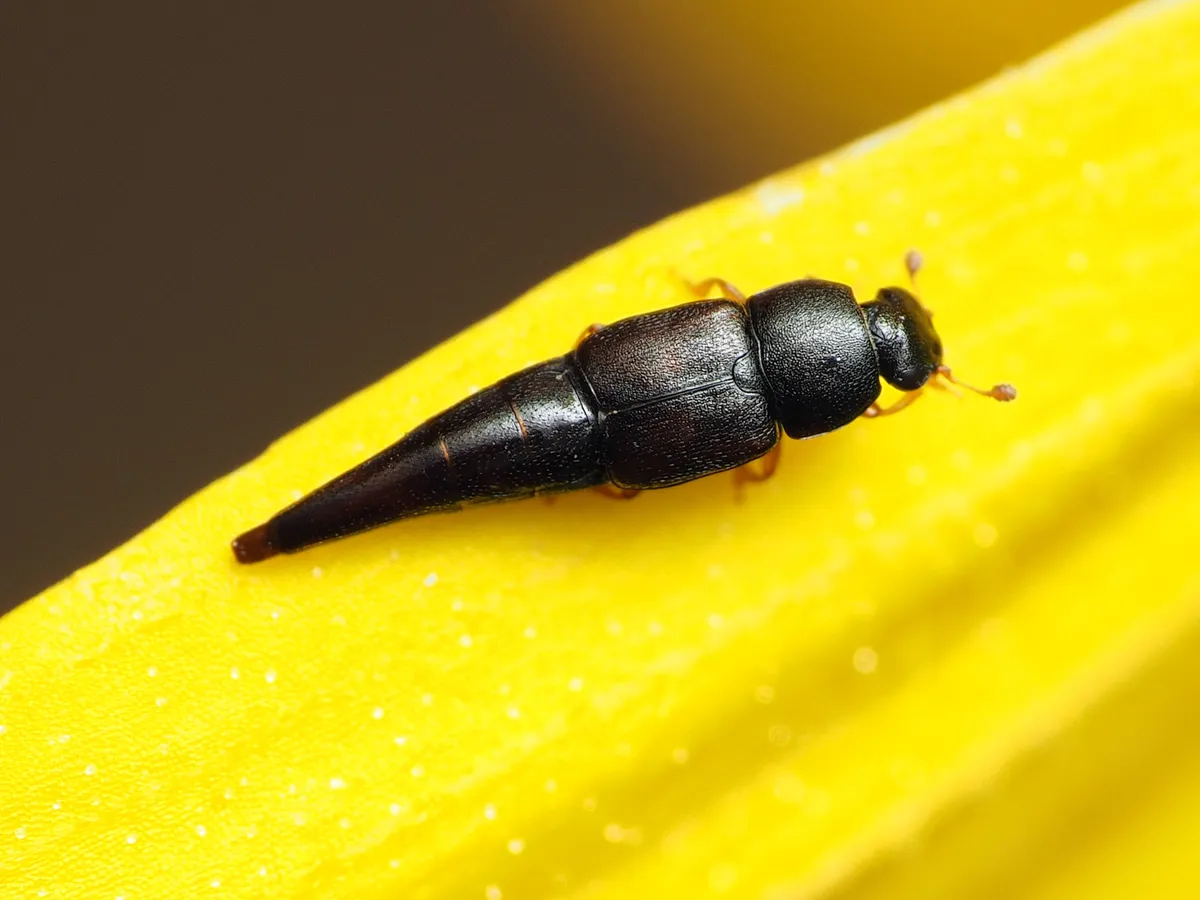 Obscure Sap Beetle - photo 3