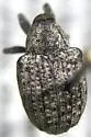 Conotrachelus adspersus