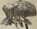 Conotrachelus adspersus - photo 2