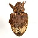 Hickory Nut Curculio