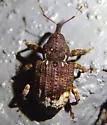 Hickory Nut Curculio - photo 2