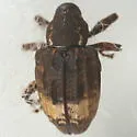 Hickory Nut Curculio - photo 3
