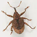 Hickory Nut Curculio - photo 4