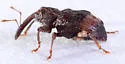 Hickory Nut Curculio - photo 5