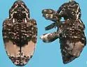 Conotrachelus albicinctus