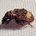 Conotrachelus albicinctus - photo 2