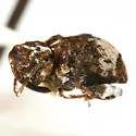 Conotrachelus albicinctus - photo 3