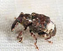 Conotrachelus albicinctus - photo 4