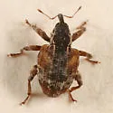 Cambium Curculio