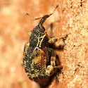 Cambium Curculio - photo 2