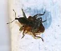 Cambium Curculio - photo 3