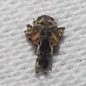 Cambium Curculio - photo 4